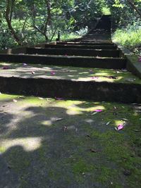 Trees in park