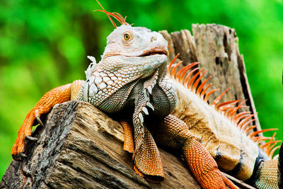 Close-up of a lizard on tree