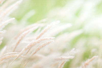 Close-up of crops on field