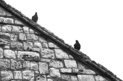 Low angle view of bird perching on building against clear sky