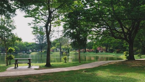 Trees in park