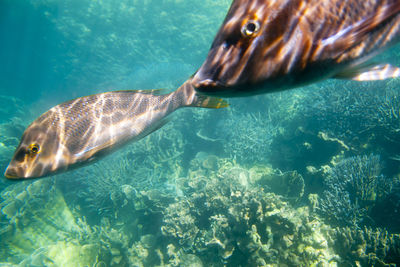 Fish swimming in sea