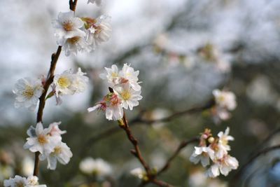 Close-up of white cherry blossom tree