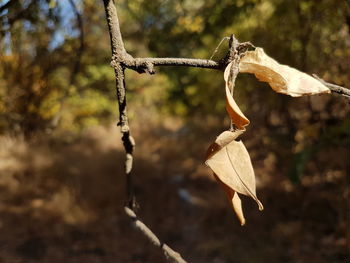 Close-up of dry hanging on branch