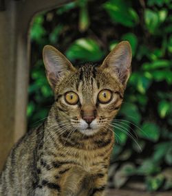 Close-up portrait of cat