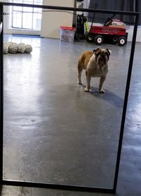 View of a dog standing on tiled floor