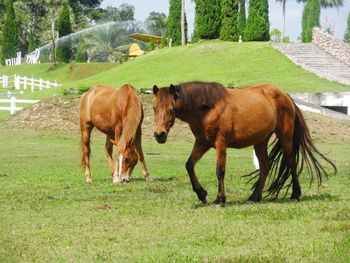 Horses grazing in ranch