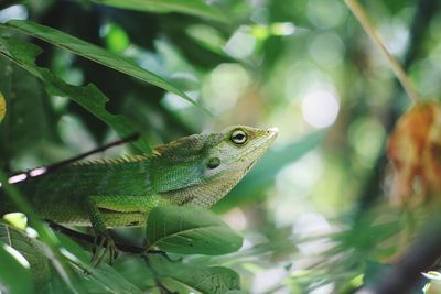 Close-up of a lizard on tree