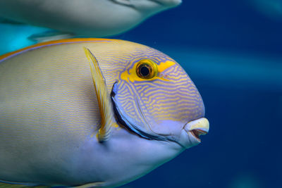 Close-up of fish swimming in sea