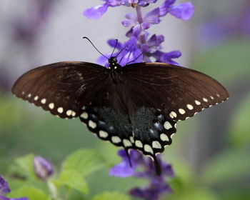 Close-up of butterfly pollinating on purple flower