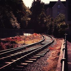 Railroad tracks amidst trees