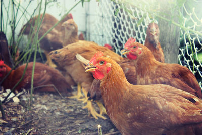 Close-up of rooster