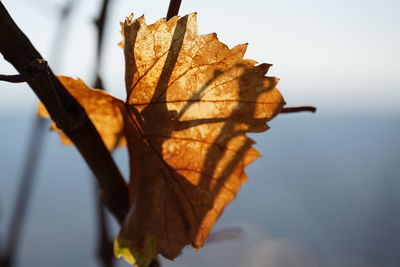 Close-up of dry maple leaves against blurred background