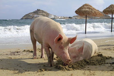 Pigs relaxing at a beach in mykonos, greece