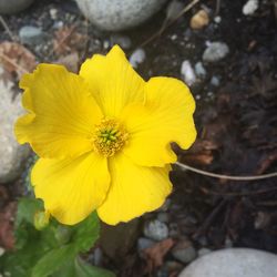 Close-up of yellow flower