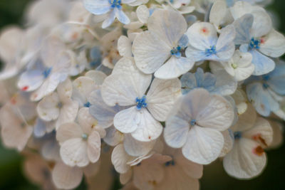 Close-up of white flowering plants