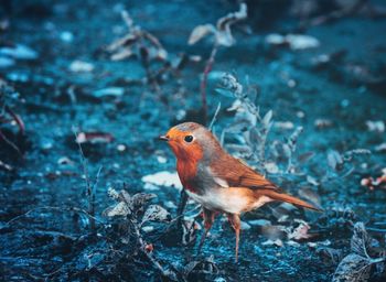 Close-up of bird perching outdoors