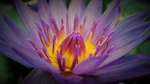 Close-up of crocus blooming outdoors