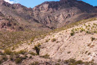 Plants growing on land