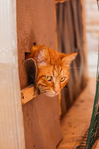 Portrait of a cat sitting on wood