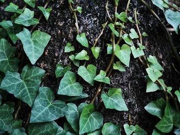 High angle view of leaves on field