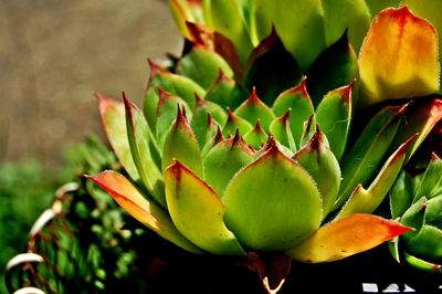 Close-up of succulent plant