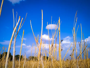 Low angle view of grass on field against blue sky