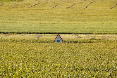 View of agricultural field