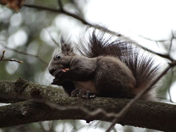 Close-up of monkey