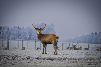 Deer standing on snow covered land