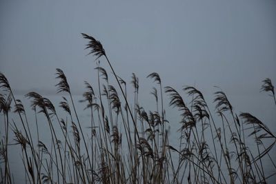 Low angle view of plants against sky