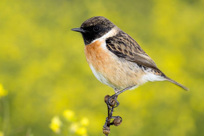 Close-up of a bird