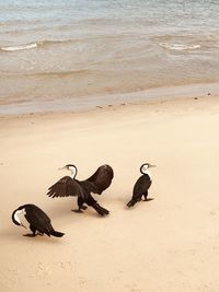 View of birds on beach