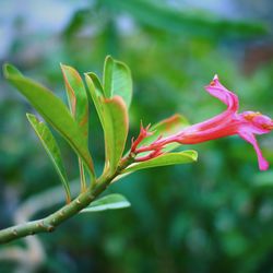 Close-up of pink flowering plant