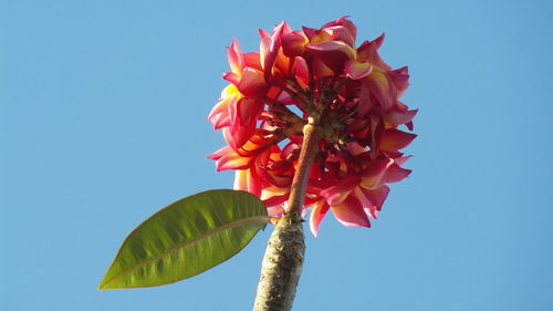 Low angle view of pink flowering plant against blue sky