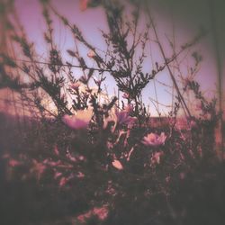 Pink flowers on tree