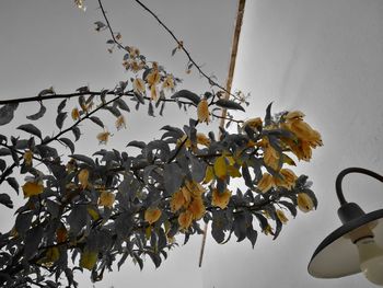 Low angle view of tree against sky during autumn