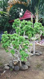 Plants growing on tree trunk