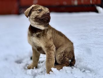 Dog looking away on snow field