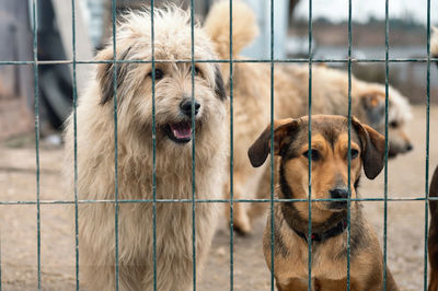 Dog in animal shelter waiting for adoption. dog behind the fences. canine behind bars. 