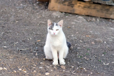 Portrait of cat standing on field