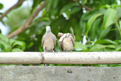 Birds perching on railing