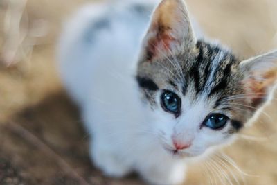 Close-up portrait of kitten