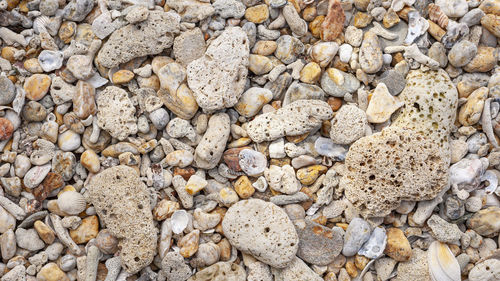 Coral and shell beach texture background