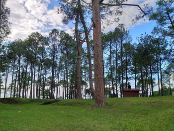 Trees on field against sky