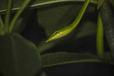 Close-up of lizard on leaf