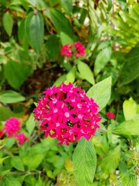 Close-up of pink flowers blooming in park