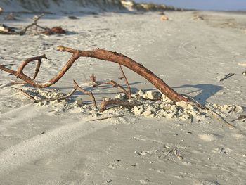 Close-up of rusty on beach