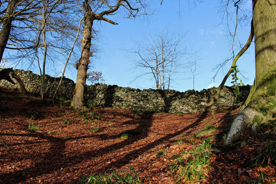 Bare trees on field against sky