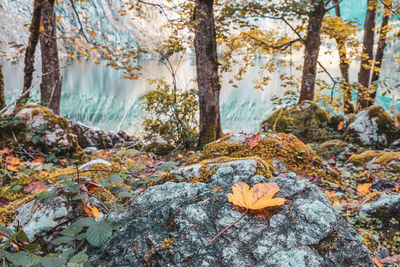 Autumn leaves on tree trunk in forest